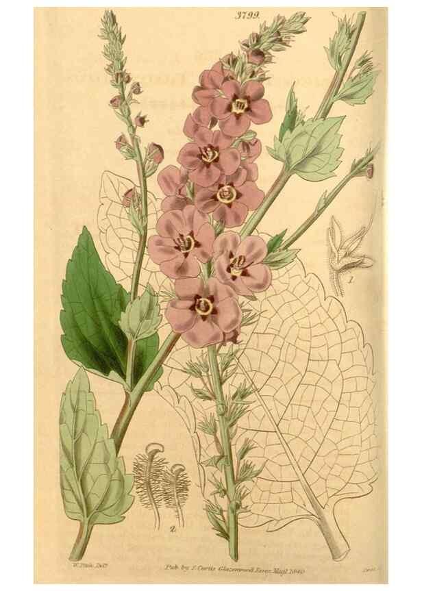 Reproducción/Reproduction 34862354090: Curtis's botanical magazine.. London ; New York [etc.] :Academic Press [etc.]