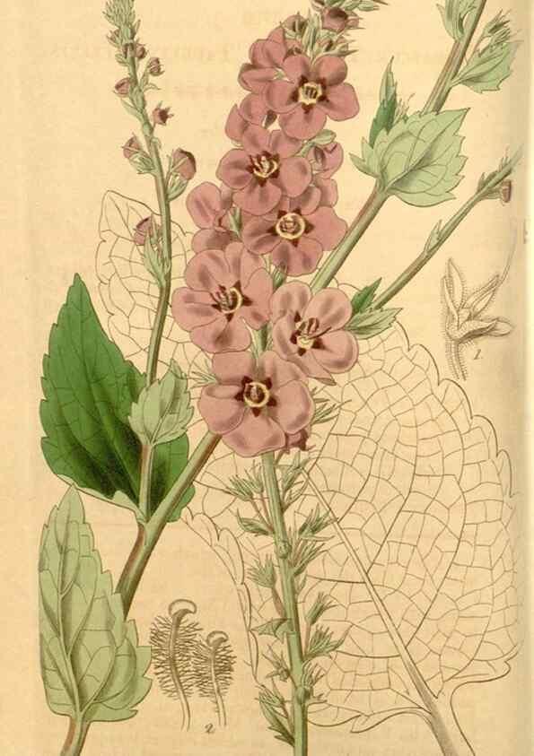 Reproducción/Reproduction 34862354090: Curtis's botanical magazine.. London ; New York [etc.] :Academic Press [etc.]