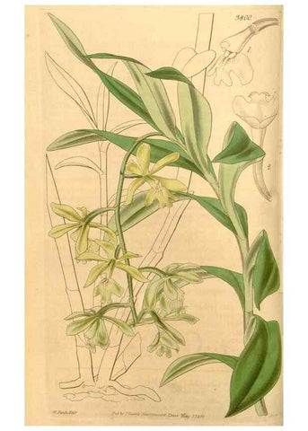 Reproducción/Reproduction 34862356240: Curtis's botanical magazine.. London ; New York [etc.] :Academic Press [etc.]