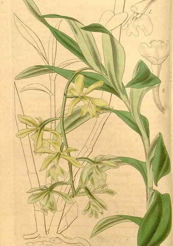 Reproducción/Reproduction 34862356240: Curtis's botanical magazine.. London ; New York [etc.] :Academic Press [etc.]