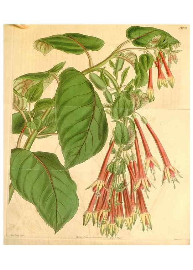 Reproducción/Reproduction 34862358010: Curtis's botanical magazine.. London ; New York [etc.] :Academic Press [etc.]