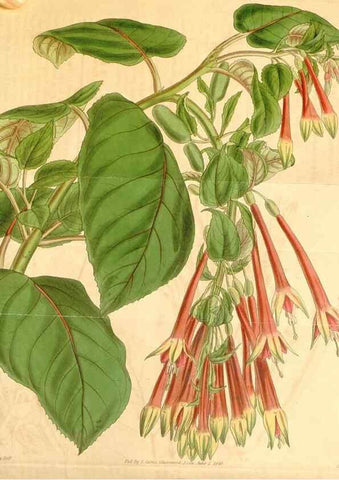 Reproducción/Reproduction 34862358010: Curtis's botanical magazine.. London ; New York [etc.] :Academic Press [etc.]