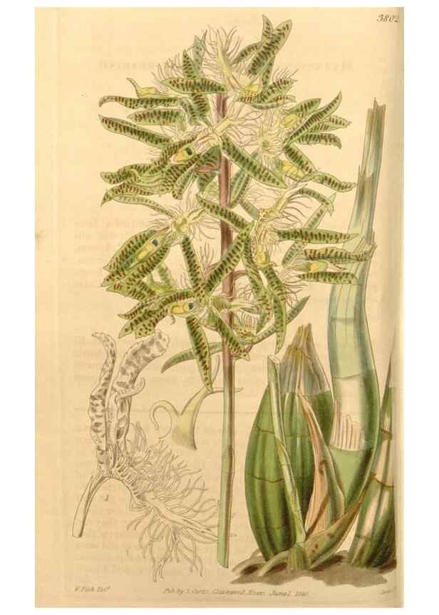 Reproducción/Reproduction 34862359700: Curtis's botanical magazine.. London ; New York [etc.] :Academic Press [etc.]