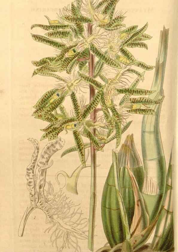Reproducción/Reproduction 34862359700: Curtis's botanical magazine.. London ; New York [etc.] :Academic Press [etc.]