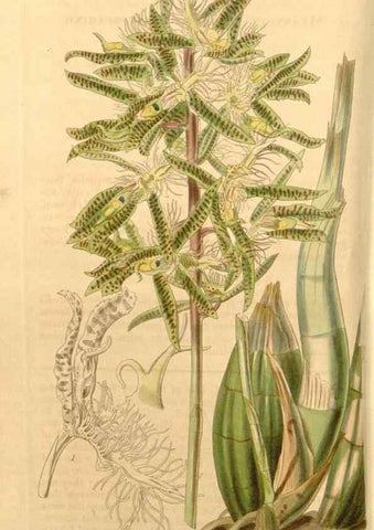 Reproducción/Reproduction 34862359700: Curtis's botanical magazine.. London ; New York [etc.] :Academic Press [etc.]