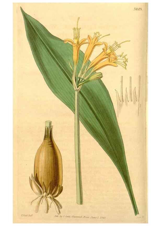 Reproducción/Reproduction 34862361470: Curtis's botanical magazine.. London ; New York [etc.] :Academic Press [etc.]