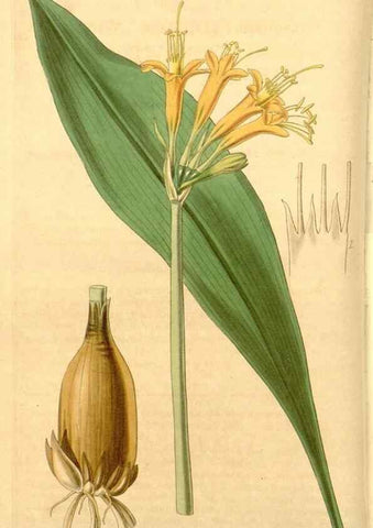 Reproducción/Reproduction 34862361470: Curtis's botanical magazine.. London ; New York [etc.] :Academic Press [etc.]