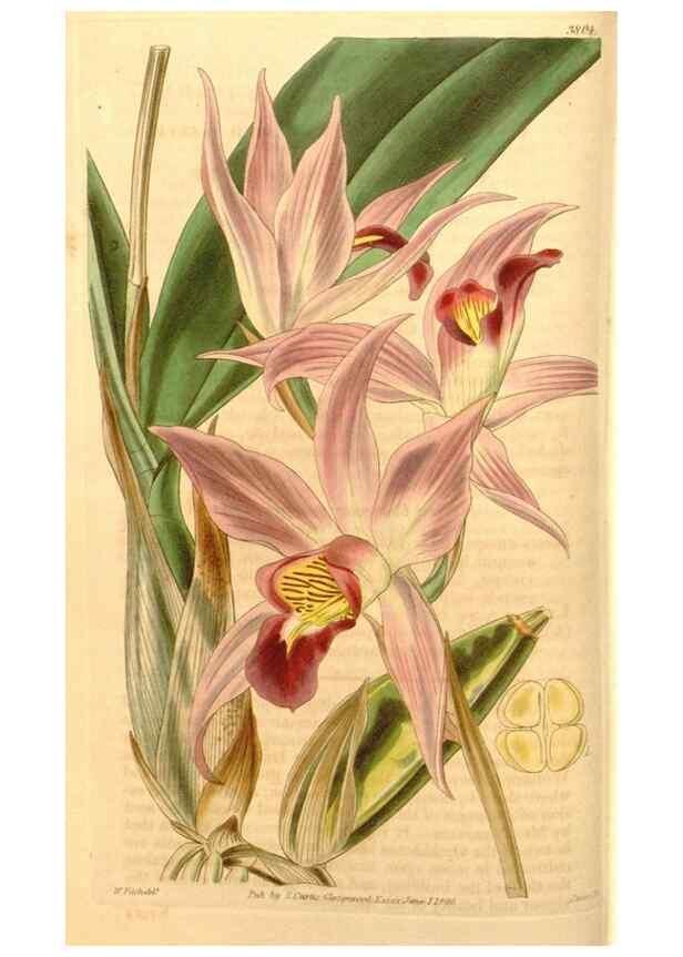 Reproducción/Reproduction 35209530486: Curtis's botanical magazine.. London ; New York [etc.] :Academic Press [etc.]