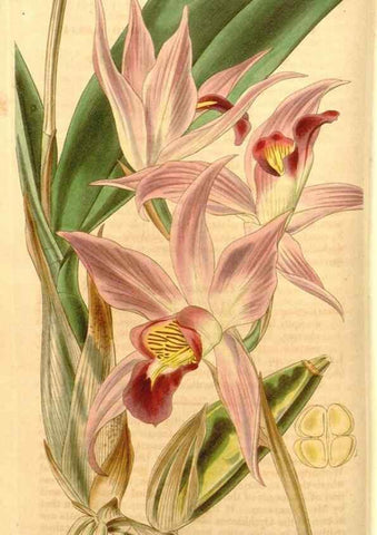 Reproducción/Reproduction 35209530486: Curtis's botanical magazine.. London ; New York [etc.] :Academic Press [etc.]