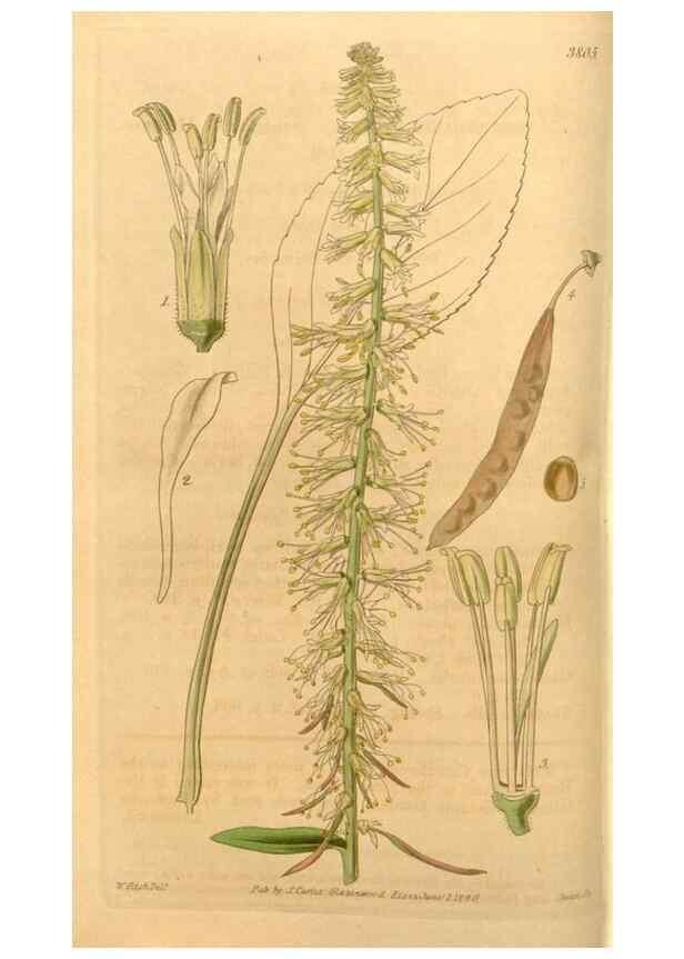 Reproducción/Reproduction 34440347273: Curtis's botanical magazine.. London ; New York [etc.] :Academic Press [etc.]