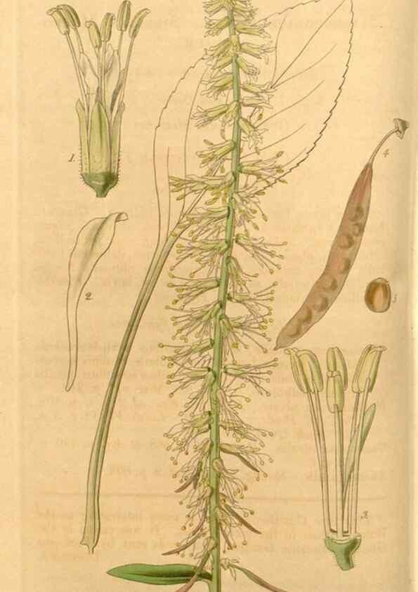 Reproducción/Reproduction 34440347273: Curtis's botanical magazine.. London ; New York [etc.] :Academic Press [etc.]