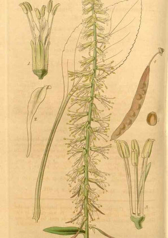 Reproducción/Reproduction 34440347273: Curtis's botanical magazine.. London ; New York [etc.] :Academic Press [etc.]
