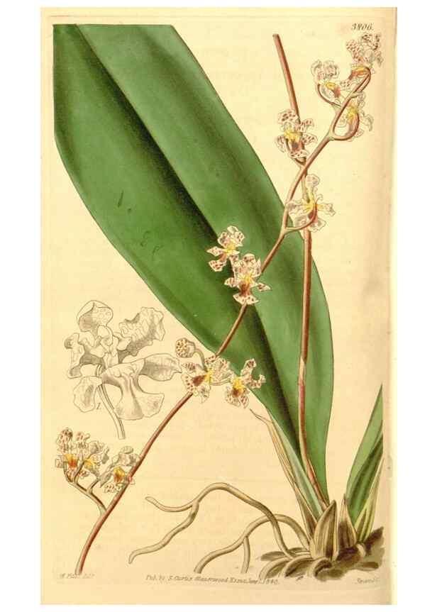 Reproducción/Reproduction 34440352463: Curtis's botanical magazine.. London ; New York [etc.] :Academic Press [etc.]