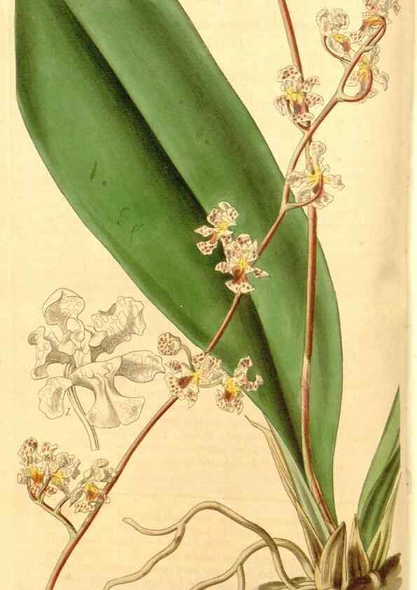 Reproducción/Reproduction 34440352463: Curtis's botanical magazine.. London ; New York [etc.] :Academic Press [etc.]