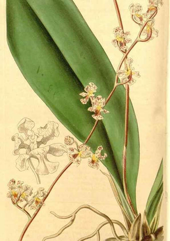 Reproducción/Reproduction 34440352463: Curtis's botanical magazine.. London ; New York [etc.] :Academic Press [etc.]