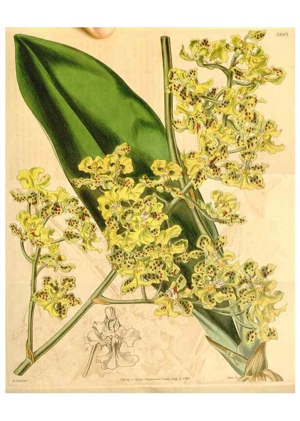 Reproducción/Reproduction 34440357023: Curtis's botanical magazine.. London ; New York [etc.] :Academic Press [etc.]