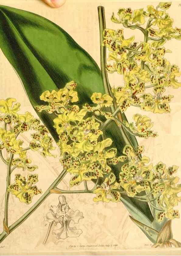 Reproducción/Reproduction 34440357023: Curtis's botanical magazine.. London ; New York [etc.] :Academic Press [etc.]