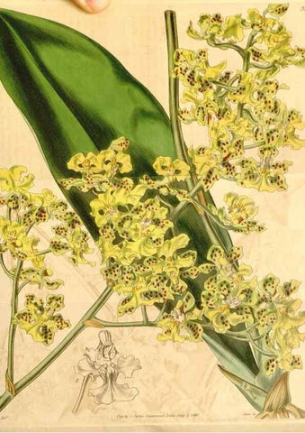 Reproducción/Reproduction 34440357023: Curtis's botanical magazine.. London ; New York [etc.] :Academic Press [etc.]