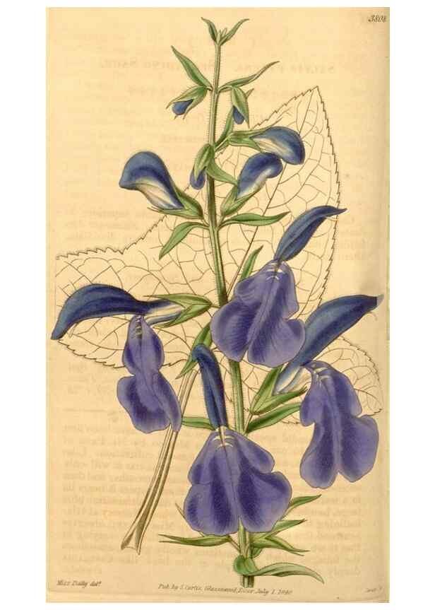 Reproducción/Reproduction 34440362833: Curtis's botanical magazine.. London ; New York [etc.] :Academic Press [etc.]