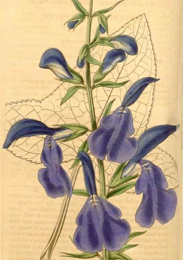Reproducción/Reproduction 34440362833: Curtis's botanical magazine.. London ; New York [etc.] :Academic Press [etc.]