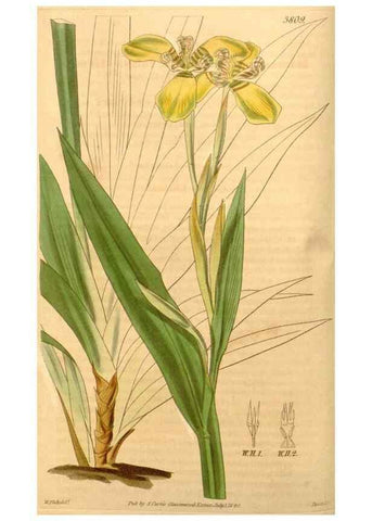 Reproducción/Reproduction 34440367753: Curtis's botanical magazine.. London ; New York [etc.] :Academic Press [etc.]