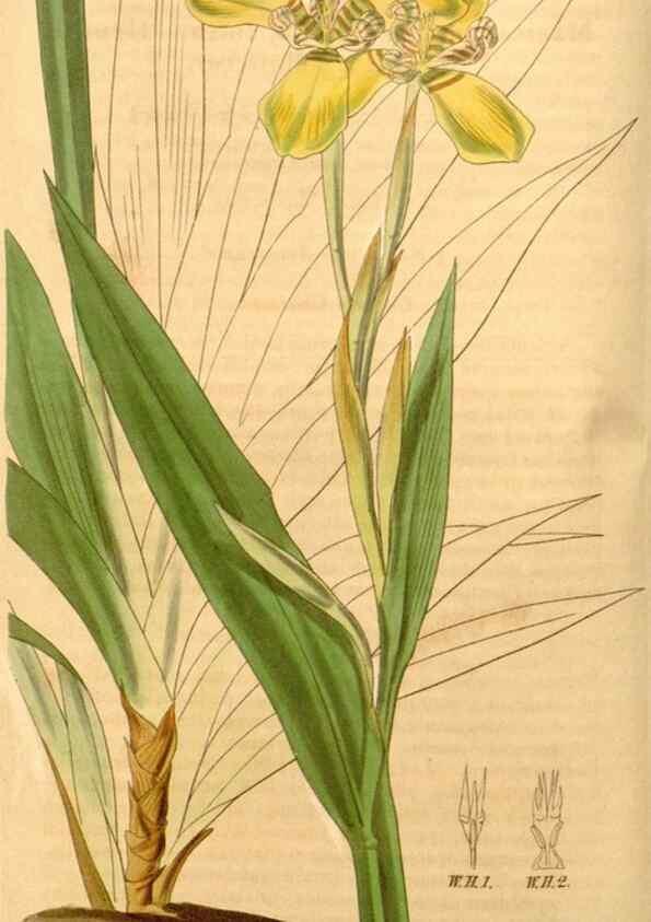 Reproducción/Reproduction 34440367753: Curtis's botanical magazine.. London ; New York [etc.] :Academic Press [etc.]