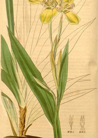 Reproducción/Reproduction 34440367753: Curtis's botanical magazine.. London ; New York [etc.] :Academic Press [etc.]