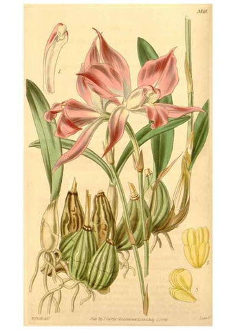 Reproducción/Reproduction 35084078922: Curtis's botanical magazine.. London ; New York [etc.] :Academic Press [etc.]