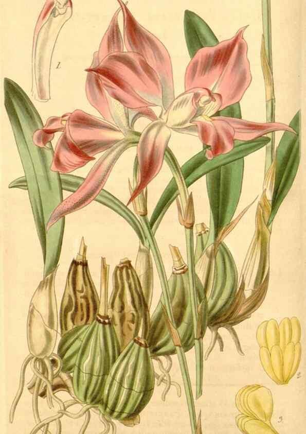 Reproducción/Reproduction 35084078922: Curtis's botanical magazine.. London ; New York [etc.] :Academic Press [etc.]
