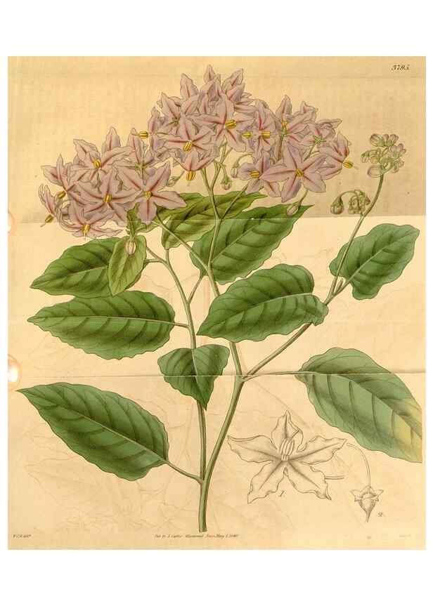 Reproducción/Reproduction 35119701201: Curtis's botanical magazine.. London ; New York [etc.] :Academic Press [etc.]