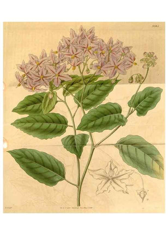 Reproducción/Reproduction 35119701201: Curtis's botanical magazine.. London ; New York [etc.] :Academic Press [etc.]