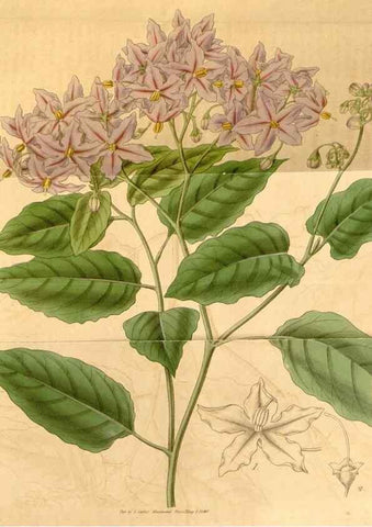 Reproducción/Reproduction 35119701201: Curtis's botanical magazine.. London ; New York [etc.] :Academic Press [etc.]