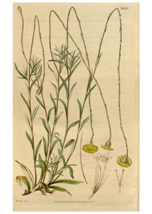 Reproducción/Reproduction 34440286343: Curtis's botanical magazine.. London ; New York [etc.] :Academic Press [etc.]
