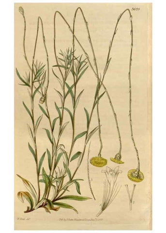 Reproducción/Reproduction 34440286343: Curtis's botanical magazine.. London ; New York [etc.] :Academic Press [etc.]