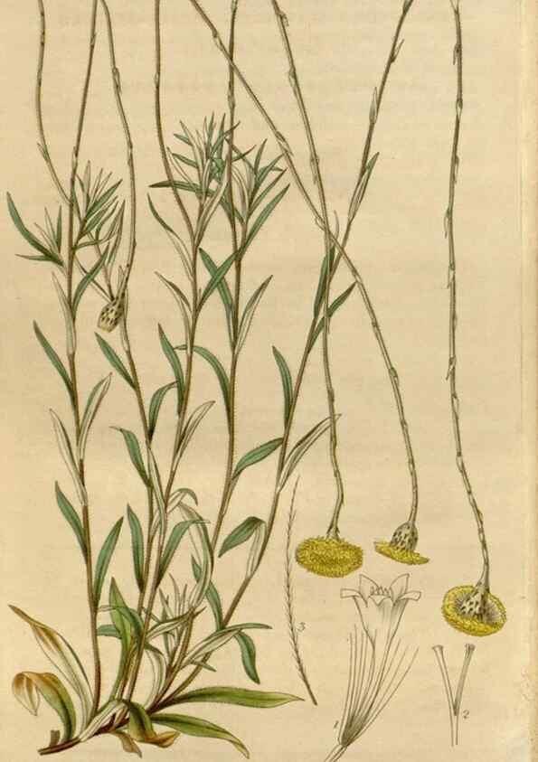 Reproducción/Reproduction 34440286343: Curtis's botanical magazine.. London ; New York [etc.] :Academic Press [etc.]