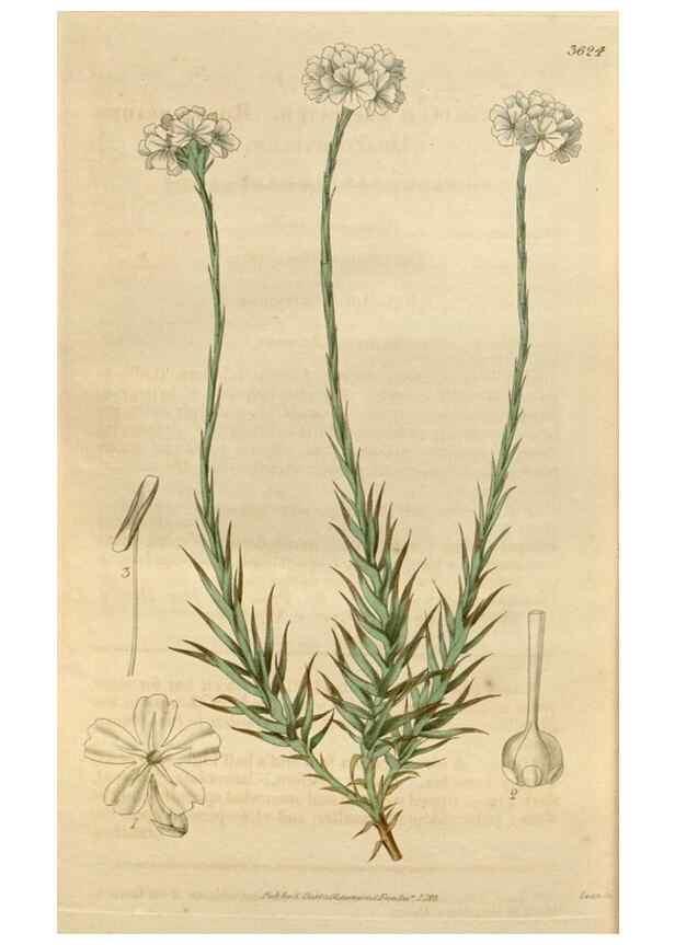 Reproducción/Reproduction 34440285153: Curtis's botanical magazine.. London ; New York [etc.] :Academic Press [etc.]