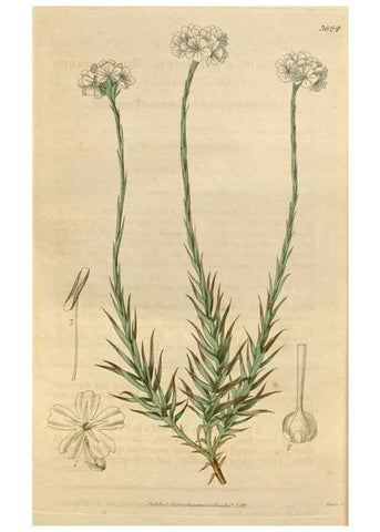 Reproducción/Reproduction 34440285153: Curtis's botanical magazine.. London ; New York [etc.] :Academic Press [etc.]