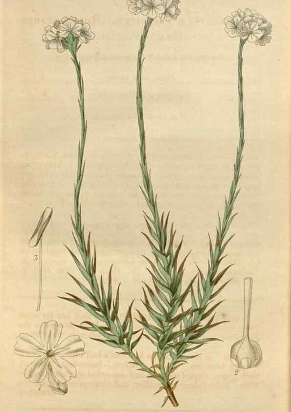 Reproducción/Reproduction 34440285153: Curtis's botanical magazine.. London ; New York [etc.] :Academic Press [etc.]