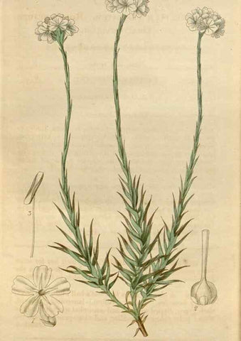 Reproducción/Reproduction 34440285153: Curtis's botanical magazine.. London ; New York [etc.] :Academic Press [etc.]