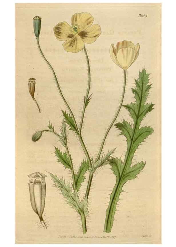 Reproducción/Reproduction 35119604391: Curtis's botanical magazine.. London ; New York [etc.] :Academic Press [etc.]