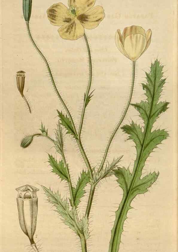 Reproducción/Reproduction 35119604391: Curtis's botanical magazine.. London ; New York [etc.] :Academic Press [etc.]