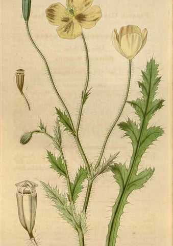 Reproducción/Reproduction 35119604391: Curtis's botanical magazine.. London ; New York [etc.] :Academic Press [etc.]