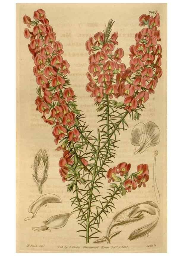 Reproducción/Reproduction 35119560671: Curtis's botanical magazine.. London ; New York [etc.] :Academic Press [etc.]