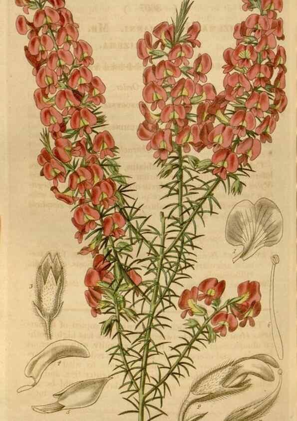 Reproducción/Reproduction 35119560671: Curtis's botanical magazine.. London ; New York [etc.] :Academic Press [etc.]
