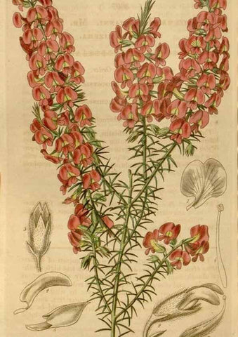 Reproducción/Reproduction 35119560671: Curtis's botanical magazine.. London ; New York [etc.] :Academic Press [etc.]