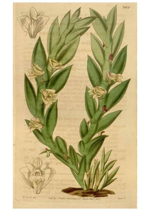 Reproducción/Reproduction 35119564351: Curtis's botanical magazine.. London ; New York [etc.] :Academic Press [etc.]