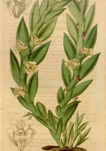 Reproducción/Reproduction 35119564351: Curtis's botanical magazine.. London ; New York [etc.] :Academic Press [etc.]
