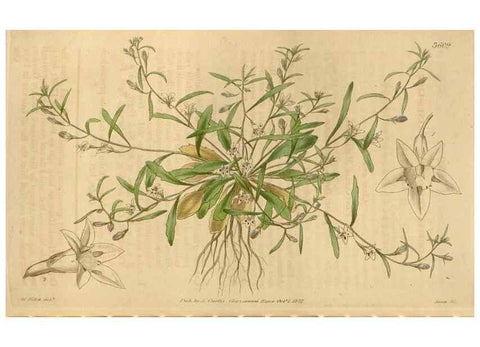 Reproducción/Reproduction 35119566171: Curtis's botanical magazine.. London ; New York [etc.] :Academic Press [etc.]