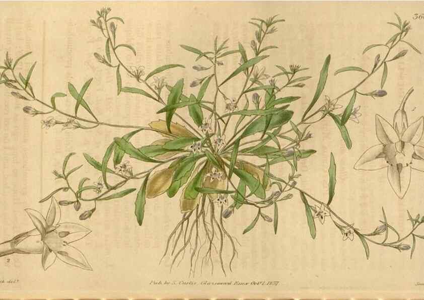 Reproducción/Reproduction 35119566171: Curtis's botanical magazine.. London ; New York [etc.] :Academic Press [etc.]