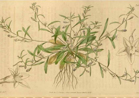 Reproducción/Reproduction 35119566171: Curtis's botanical magazine.. London ; New York [etc.] :Academic Press [etc.]